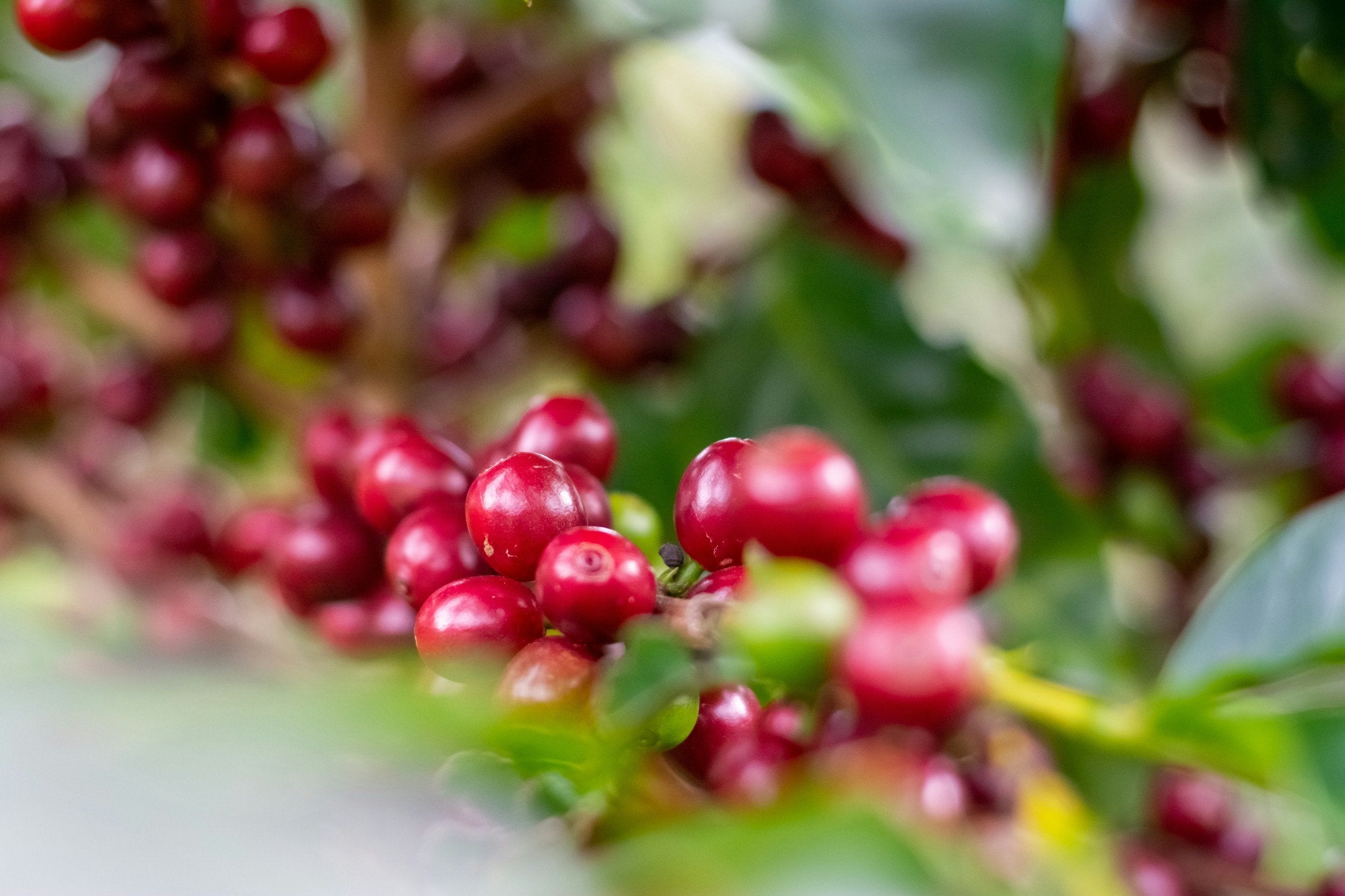 SMARTHAPPYS SINGLE ORIGIN AA
